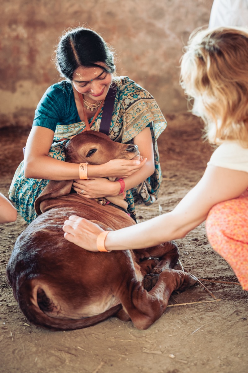 A devotee tenderly embracing a calf, with another gently petting it